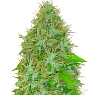 Сорт 2 Fast 2 Vast auto fem (Heavyweight Seeds)