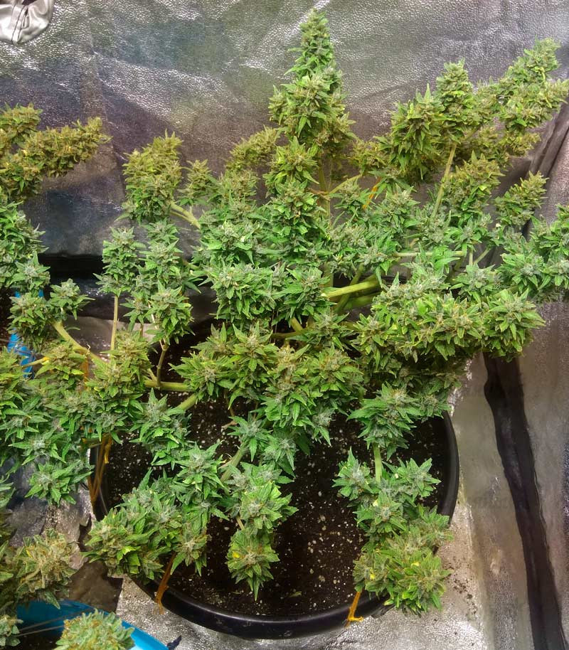 Сорт LSD-25 auto (FastBuds) Сорт LSD-25 auto (FastBuds) — изображение 5