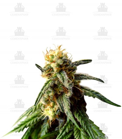 СортA.M.S. fem (GHS) СортA.M.S. fem (GHS)