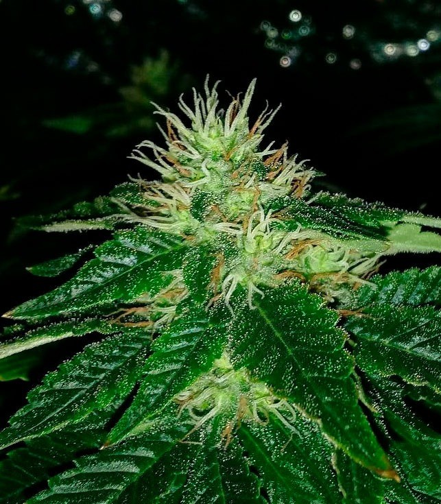 Сорт Afghan Cow fem (Dr. Krippling Seeds) Сорт Afghan Cow fem (Dr. Krippling Seeds) — изображение 2