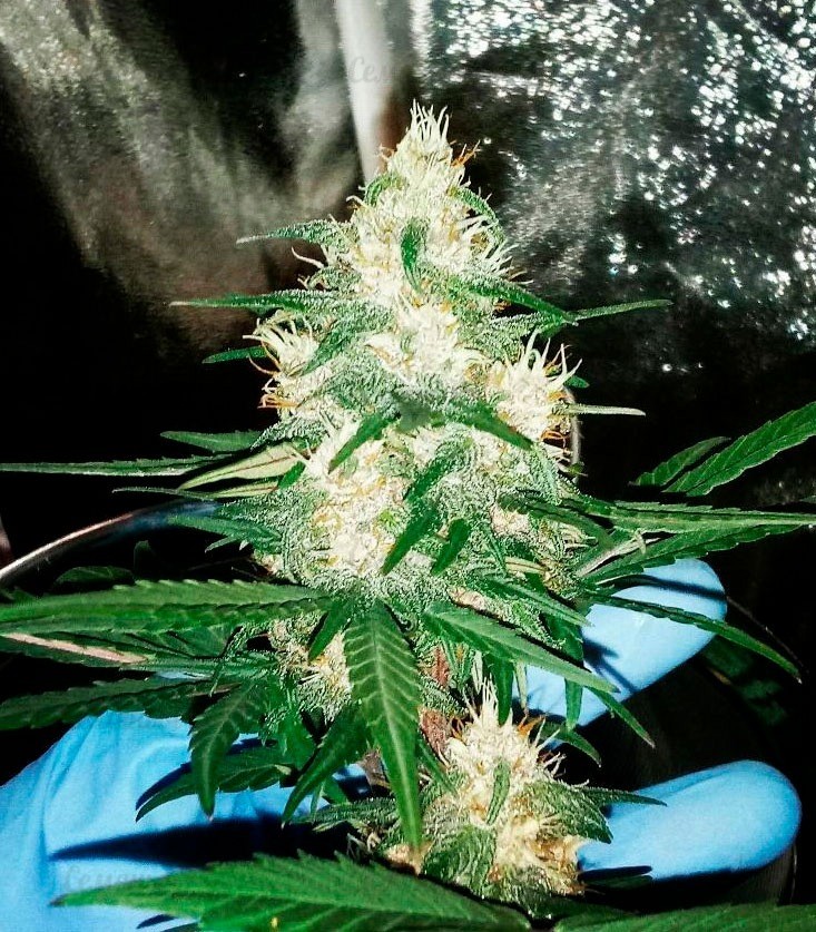 Сорт Afghan Cow fem (Dr. Krippling Seeds) Сорт Afghan Cow fem (Dr. Krippling Seeds) — изображение 4