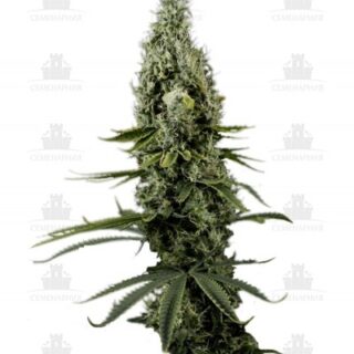 Сорт Arjan's Haze #3 fem (GHS) Сорт Arjan's Haze #3 fem (GHS)
