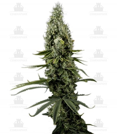 Сорт Arjan's Haze #3 fem (GHS) Сорт Arjan's Haze #3 fem (GHS)