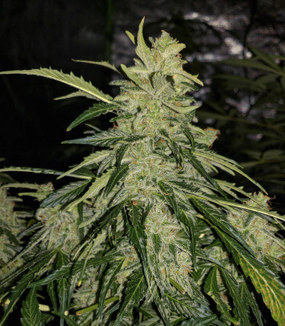 Сорт Auto American Pie fem (Pyramid Seeds) Сорт Auto American Pie fem (Pyramid Seeds) — изображение 4