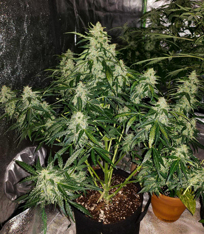 Сорт Auto American Pie fem (Pyramid Seeds) Сорт Auto American Pie fem (Pyramid Seeds) — изображение 5