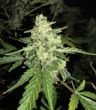 Сорт Auto Anesthesia fem (Pyramid Seeds) Сорт Auto Anesthesia fem (Pyramid Seeds) — изображение 5