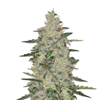 Сорт Auto Anesthesia fem (Pyramid Seeds)