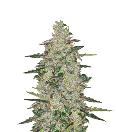 Сорт Auto Anesthesia fem (Pyramid Seeds) Сорт Auto Anesthesia fem (Pyramid Seeds)