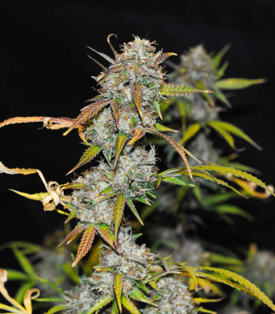 Сорт Auto Anubis fem (Pyramid Seeds) Сорт Auto Anubis fem (Pyramid Seeds) — изображение 3