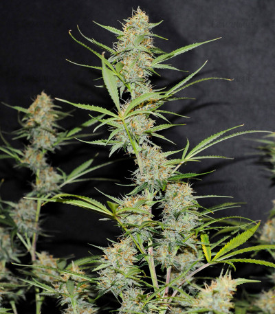 Сорт Auto Anubis fem (Pyramid Seeds) Сорт Auto Anubis fem (Pyramid Seeds) — изображение 4