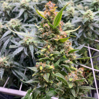 Сорт Auto Banana Blaze fem Сорт Auto Banana Blaze fem