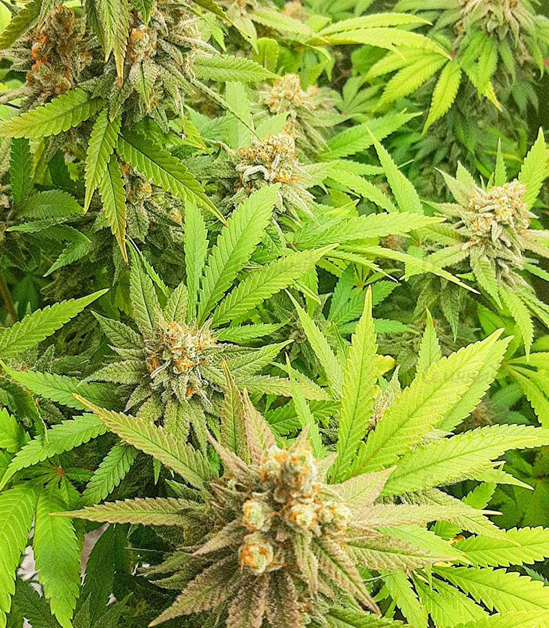 Сорт Auto Critical Lemon CBD fem (Advanced Seeds) Сорт Auto Critical Lemon CBD fem (Advanced Seeds) — изображение 4