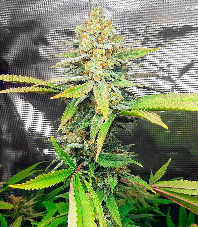 Сорт Auto Critical Lemon CBD fem (Advanced Seeds) Сорт Auto Critical Lemon CBD fem (Advanced Seeds) — изображение 3