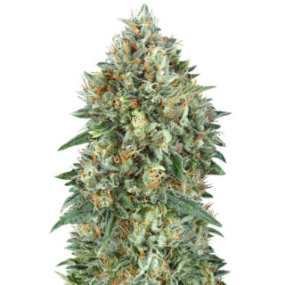 Сорт Auto Gelato #33 fem (Advanced Seeds) Сорт Auto Gelato #33 fem (Advanced Seeds)