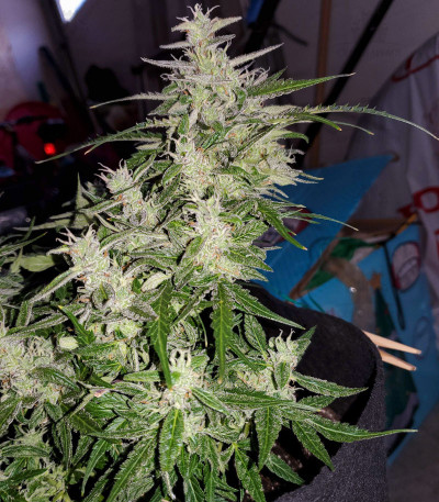 Сорт Auto Night Queen fem Сорт Auto Night Queen fem — изображение 2