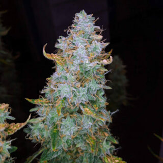 Сорт Auto Night Queen fem
