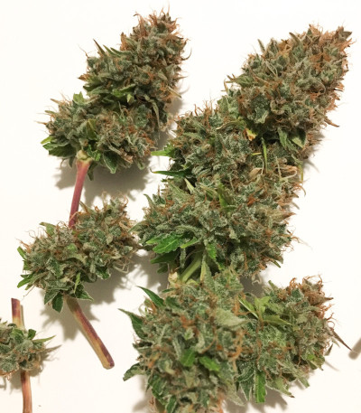 Сорт Auto Northern Lights fem (Pyramid Seeds) Сорт Auto Northern Lights fem (Pyramid Seeds) — изображение 5