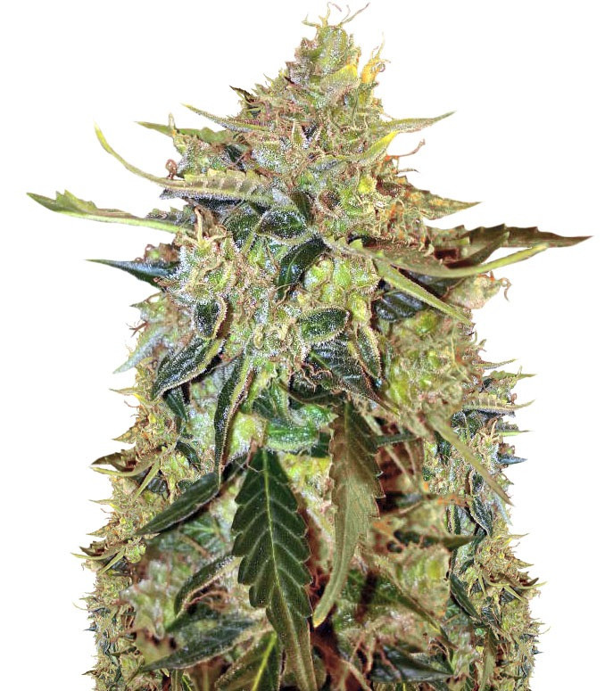 Сорт Auto American Pie fem (Pyramid Seeds) Сорт Auto American Pie fem (Pyramid Seeds)