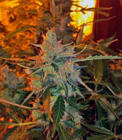 Сорт Auto American Pie fem (Pyramid Seeds) Сорт Auto American Pie fem (Pyramid Seeds) — изображение 3