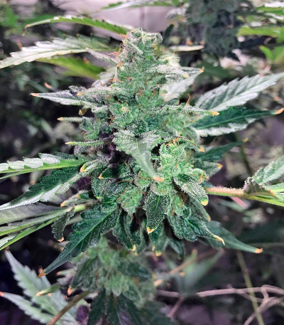 Сорт Auto Anesthesia fem (Pyramid Seeds) Сорт Auto Anesthesia fem (Pyramid Seeds) — изображение 3