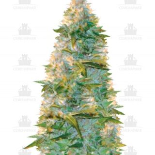 Сорт Auto Heaven fem (Victory Seeds) Сорт Auto Heaven fem (Victory Seeds)