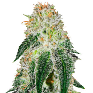 Сорт Black Russian fem (Delicious Seeds) Сорт Black Russian fem (Delicious Seeds)