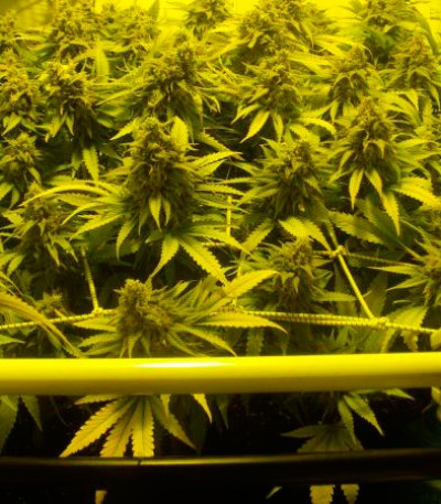 Сорт Black Russian fem (Delicious Seeds) Сорт Black Russian fem (Delicious Seeds) — изображение 3