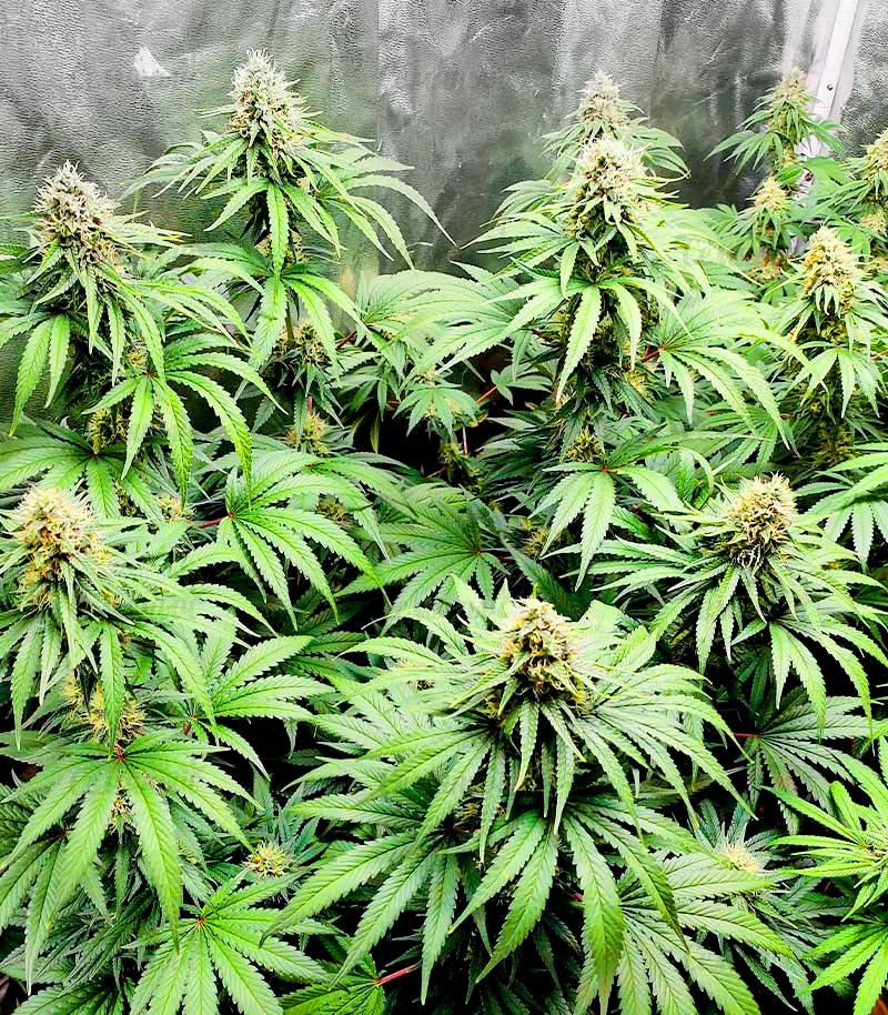 Сорт Bruce Banner #3 fem (Blimburn Seeds) семена конопли Сорт Bruce Banner #3 fem (Blimburn Seeds) семена конопли — изображение 5
