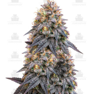 Сорт Biscotti Mintz fem (Barney's Farm) Сорт Biscotti Mintz fem (Barney's Farm)
