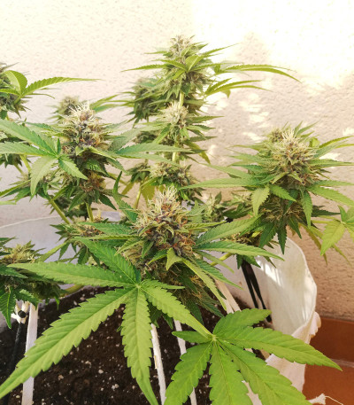 Сорт Black Cherry Punch fem (Pyramid Seeds) Сорт Black Cherry Punch fem (Pyramid Seeds) — изображение 4