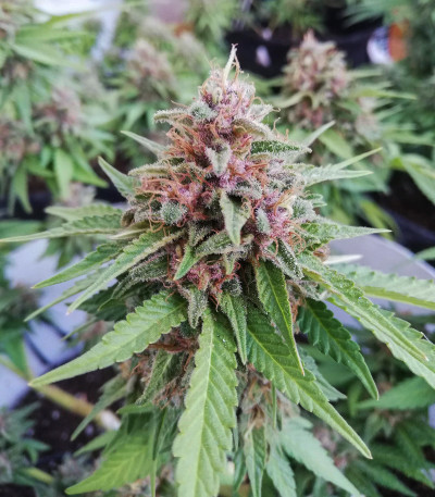 Сорт Black Cherry Punch fem (Pyramid Seeds) Сорт Black Cherry Punch fem (Pyramid Seeds) — изображение 5