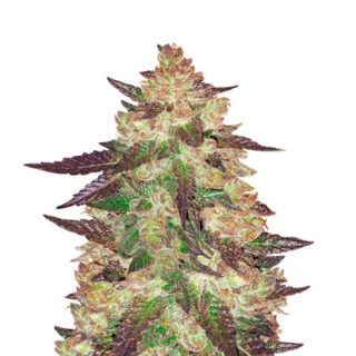 Сорт Black Cherry Punch fem (Pyramid Seeds)