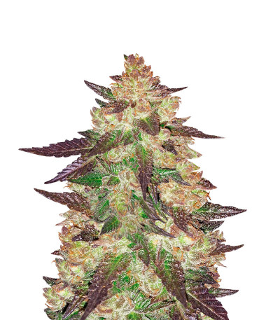 Сорт Black Cherry Punch fem (Pyramid Seeds) Сорт Black Cherry Punch fem (Pyramid Seeds)