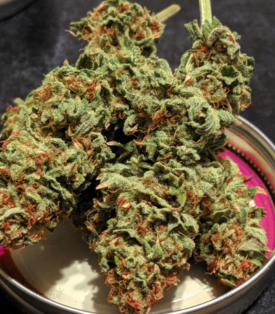 Сорт Blueberry OG fem (Barney's Farm) Сорт Blueberry OG fem (Barney's Farm) — изображение 7