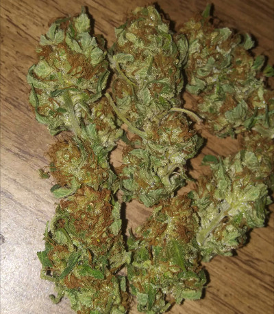 Сорт Bruce Banner #3 Fast fem (Original Sensible Seeds) Сорт Bruce Banner #3 Fast fem (Original Sensible Seeds) — изображение 4