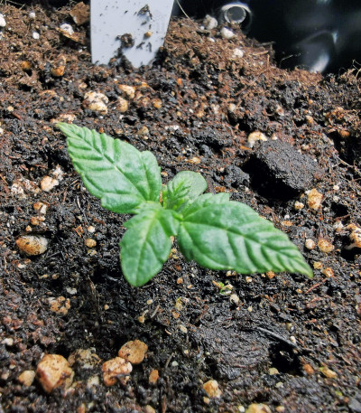 Сорт Bruce Banner #3 Fast fem (Original Sensible Seeds) Сорт Bruce Banner #3 Fast fem (Original Sensible Seeds) — изображение 3