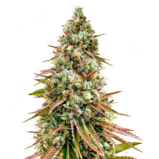 Сорт Bruce Banner #3 fem (Herbies Seeds) Сорт Bruce Banner #3 fem (Herbies Seeds)