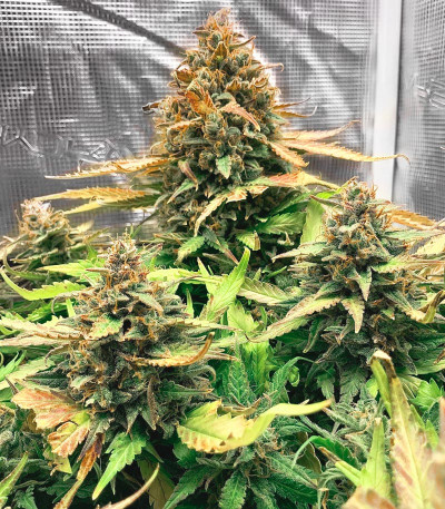 Сорт Bruce Banner Auto fem (Monster Genetics) Сорт Bruce Banner Auto fem (Monster Genetics) — изображение 6