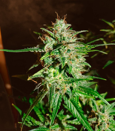 Сорт Bruce Banner Auto fem (Monster Genetics) Сорт Bruce Banner Auto fem (Monster Genetics) — изображение 7
