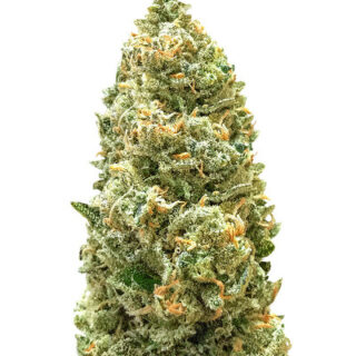 Сорт Bruce Banner Auto fem (Monster Genetics) Сорт Bruce Banner Auto fem (Monster Genetics)