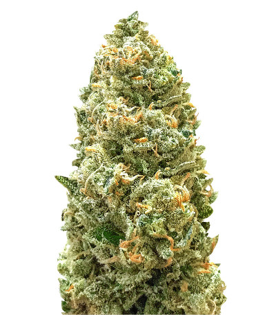 Сорт Bruce Banner Auto fem (Monster Genetics) Сорт Bruce Banner Auto fem (Monster Genetics)