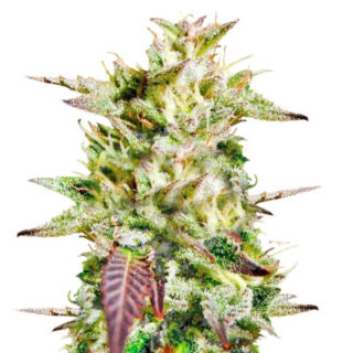 Сорт Cookies USA fem (Pyramid Seeds)