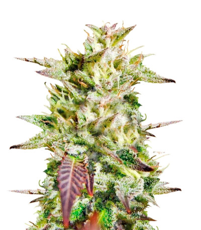 Сорт Cookies USA fem (Pyramid Seeds) Сорт Cookies USA fem (Pyramid Seeds)