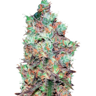 Сорт Cotton Candy Kush fem (Delicious Seeds)