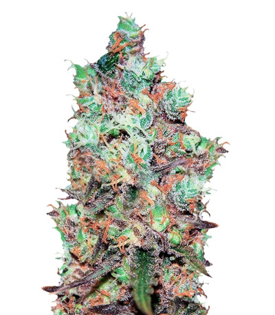 Сорт Cotton Candy Kush fem (Delicious Seeds) Сорт Cotton Candy Kush fem (Delicious Seeds)