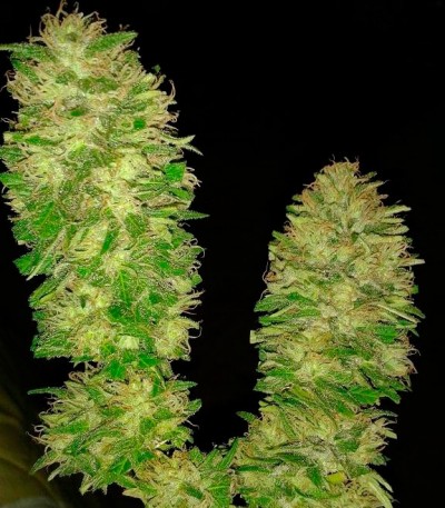 Сорт Cotton Candy Kush fem (Delicious Seeds) Сорт Cotton Candy Kush fem (Delicious Seeds) — изображение 3