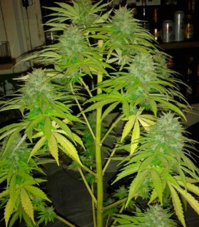 Сорт Cotton Candy Kush fem (Delicious Seeds) Сорт Cotton Candy Kush fem (Delicious Seeds) — изображение 4