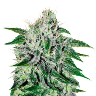 СортCritical Jack Herer fem (Delicious Seeds) СортCritical Jack Herer fem (Delicious Seeds)