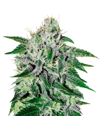 СортCritical Jack Herer fem (Delicious Seeds) СортCritical Jack Herer fem (Delicious Seeds)