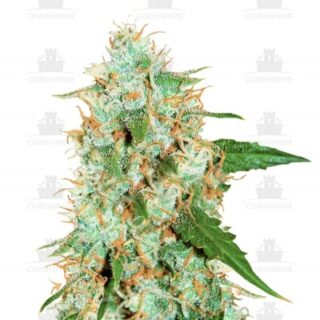 Сорт Critical Neville Haze 2.0 fem (Delicious Seeds)
